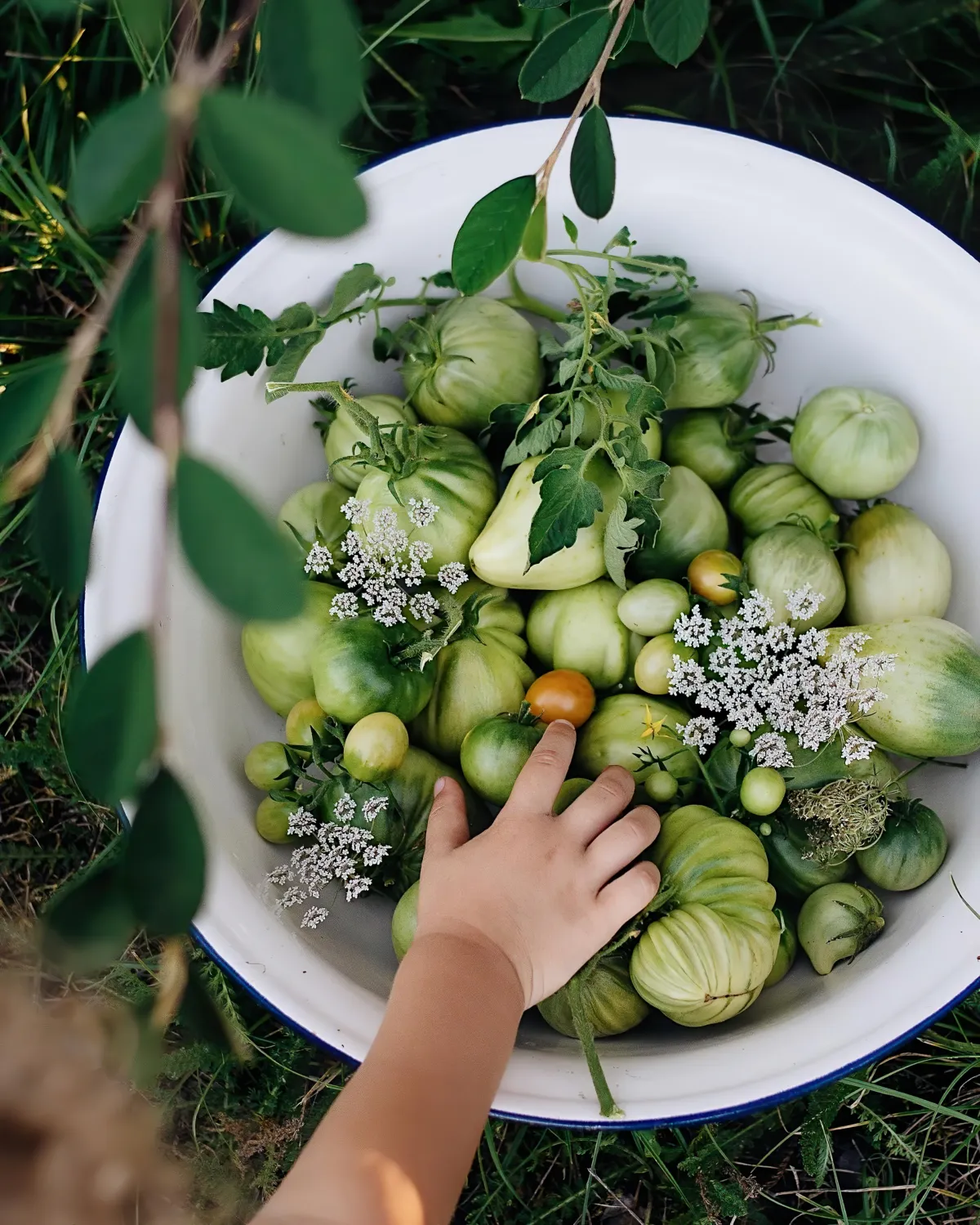 recolte des derniers fruits et legumes de l ete