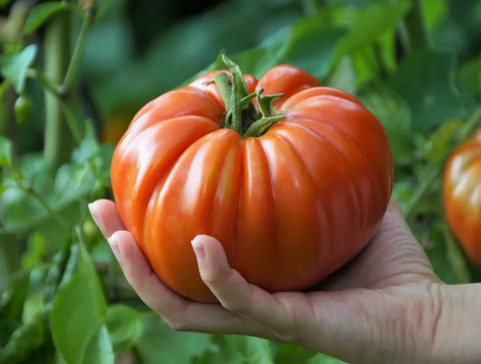 recolte tomate comment secher graines tomates jardin main femme