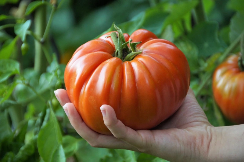 recolte tomate comment secher graines tomates jardin main femme