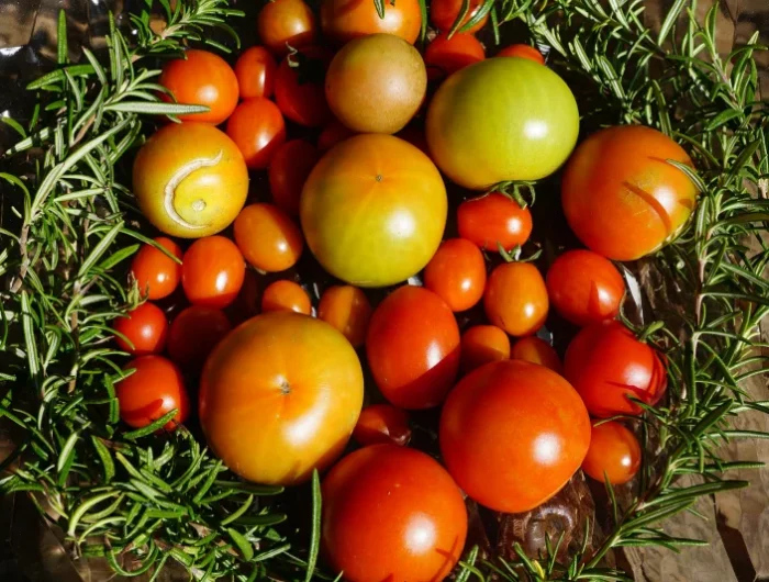 recolte tomates jardin tomate cerise varietes table bois