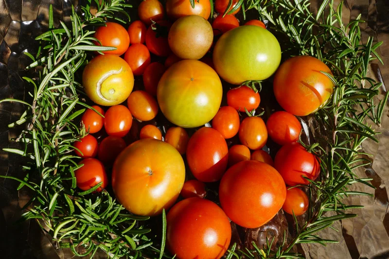 recolte tomates jardin tomate cerise varietes table bois
