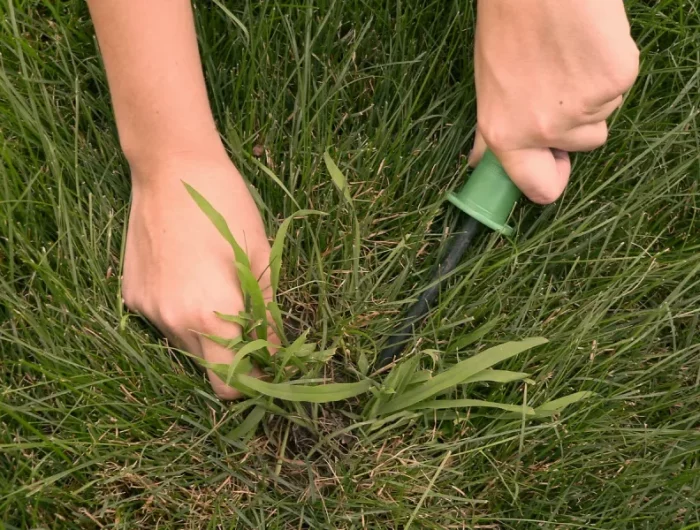 reconnaitre chiendent mauvaise herbe comment s en débarrasser