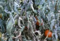 Comment se débarrasser de l’oïdium sur les tomates à l’aide d’un traitement naturel !
