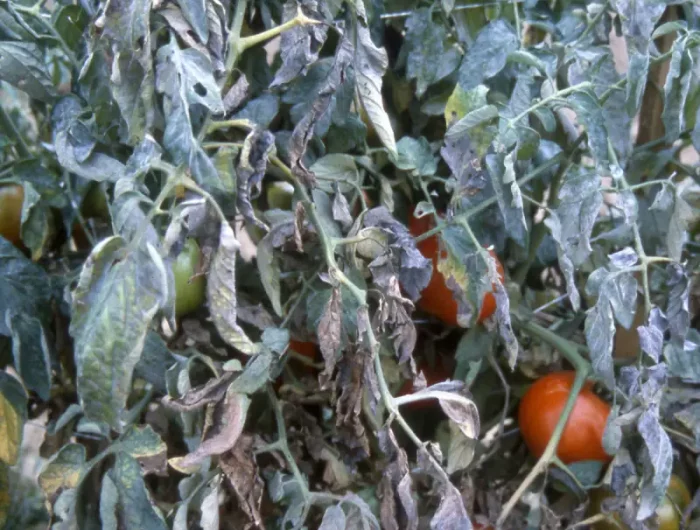 reconnaitre mildiou mildiou tomates feuilles maladie sur les tomates