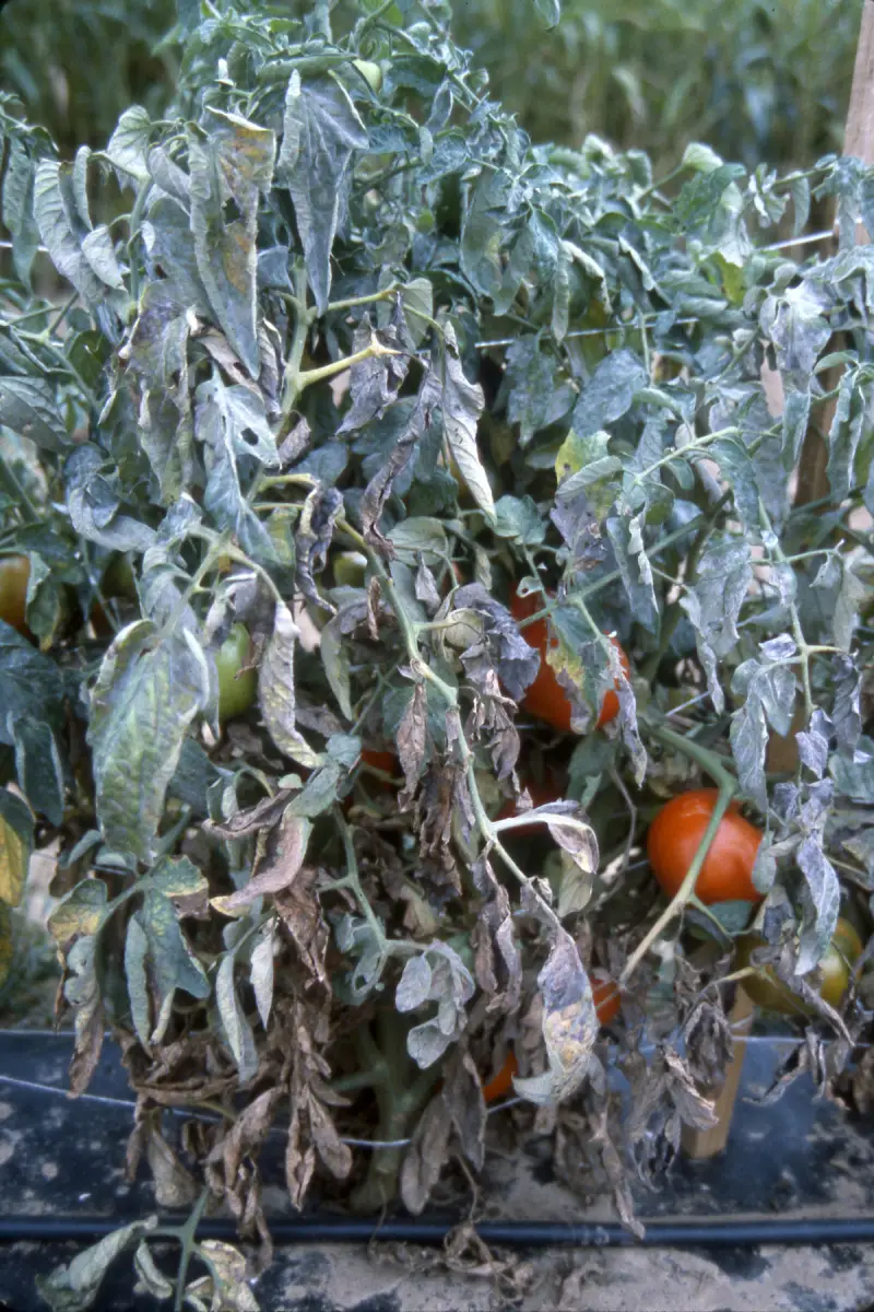 reconnaitre mildiou mildiou tomates feuilles maladie sur les tomates