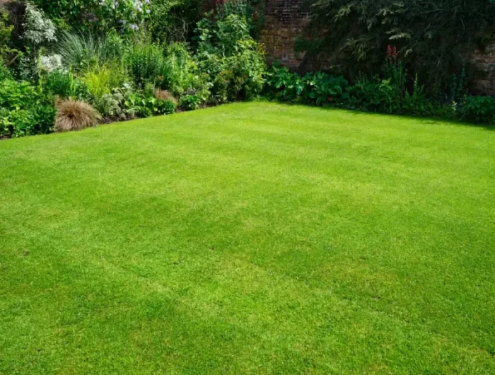 refaire pelouse entierement un gazon vert parfait