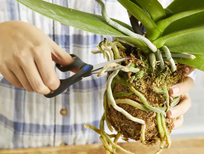 rempotage orchidee couper les racines de l'orchidee