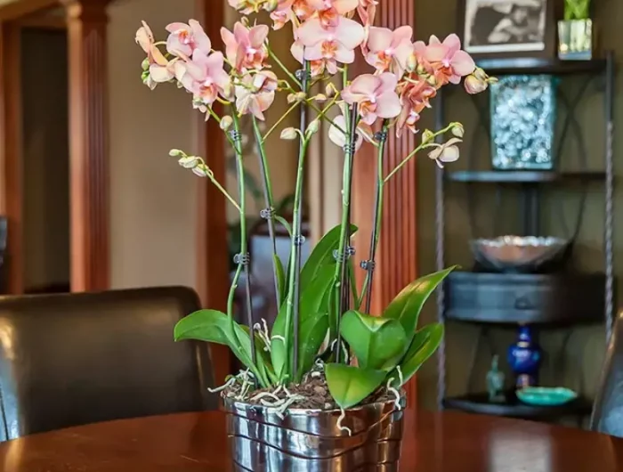 rempoter orchidée racines aeriennes une orchidee fleurie en rose