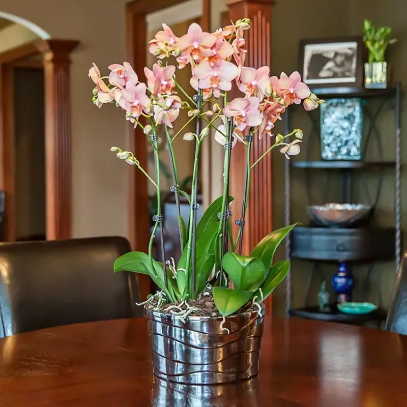 rempoter orchidée racines aeriennes une orchidee fleurie en rose