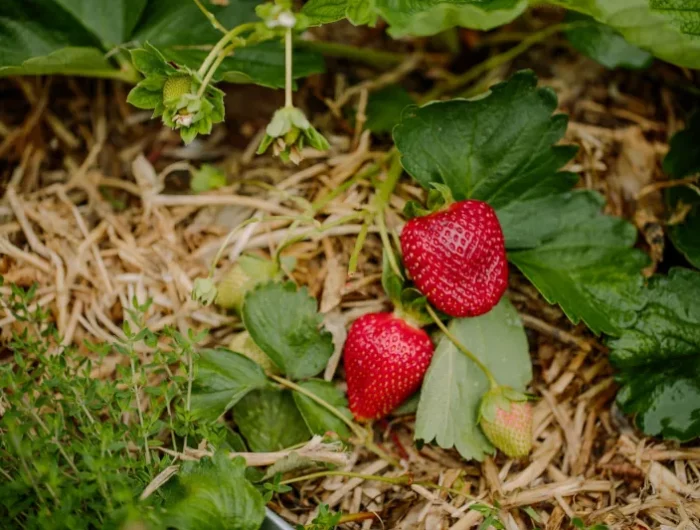 reussir la culture des fraises astuces et conseils