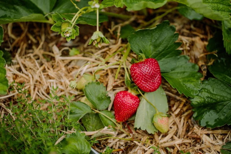 reussir la culture des fraises astuces et conseils
