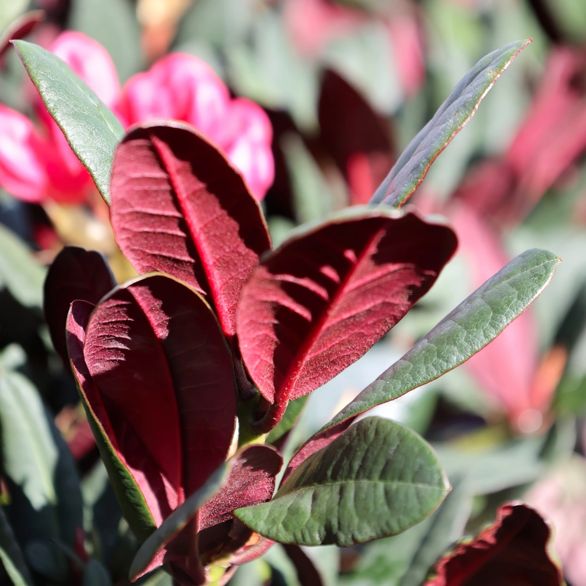 rhododendron variete wine roses feuillage vert reverse couleur bordeaux