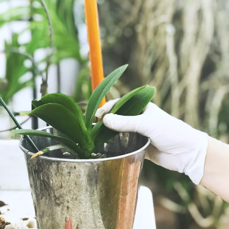 soins des orchidees apres le rempotage feuilles vertes pot en metal