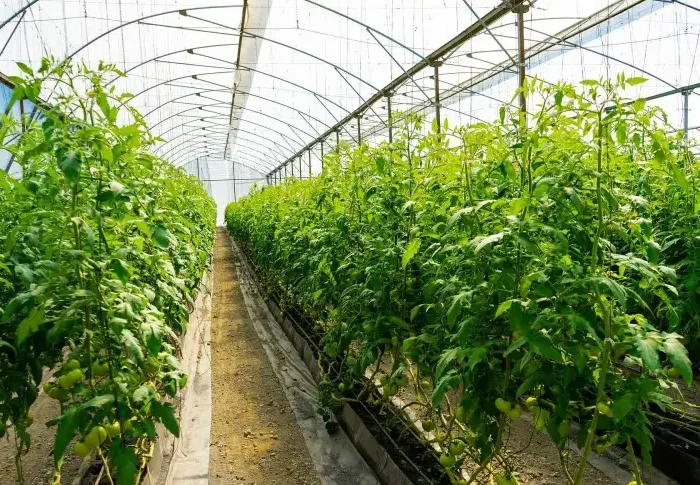 soleil lumiere temperature serre potager plants de tomage support