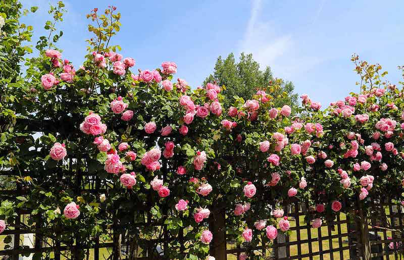 support pour un rosier grimpant cloture roses roses