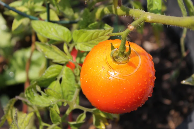 La réponse à la question pourquoi mes tomates se fendent