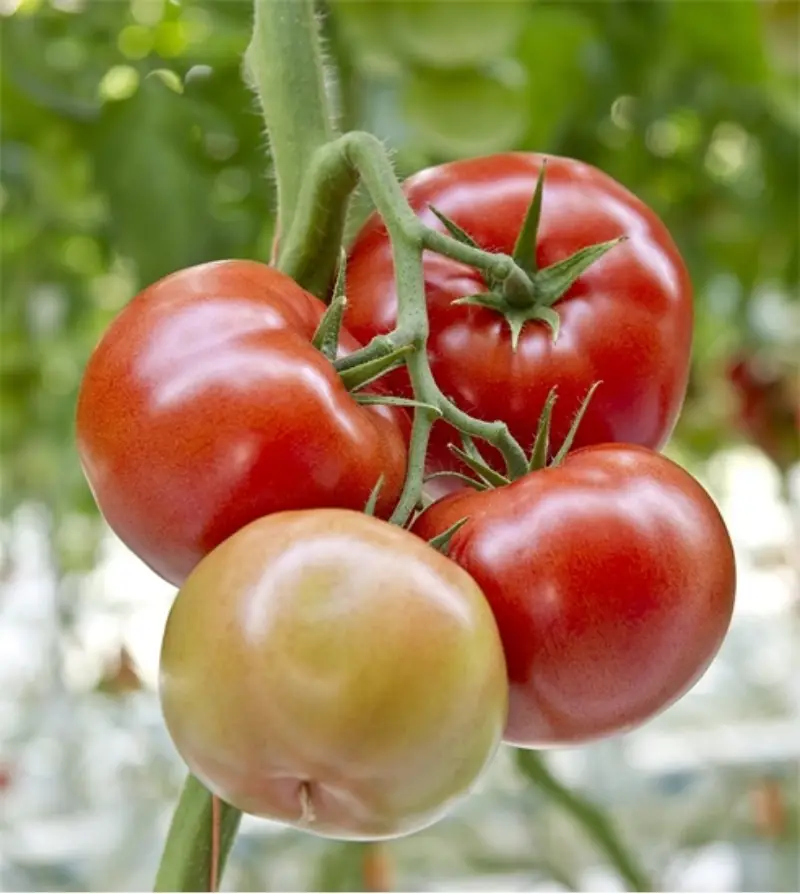 tomate resistant au mildiou tomates de variete foronti