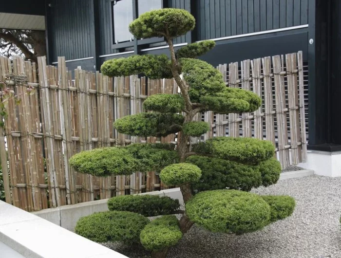 un arbre tailler en forme de nuage dans un jardin