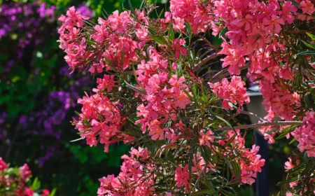 un arbuste de fleurs rose du laurier rose