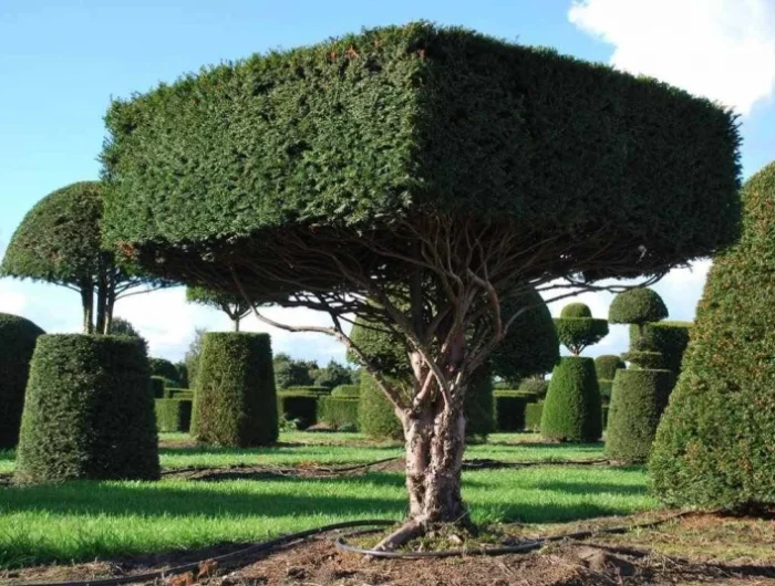 un grand arbre d id taille en forme de cube dans un jardin