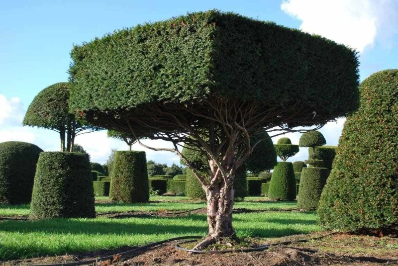 un grand arbre d id taille en forme de cube dans un jardin