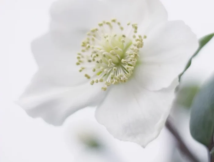 un hellibore blanc avec sa grande fleur