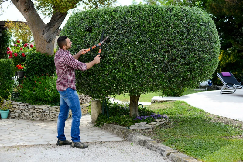 un homme qui taille un arbre d if avec des ciseaux dans un jardin