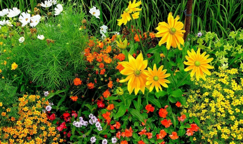 un jardin avec des fleurs jaunes, rouges , blanche et des herbes vertes