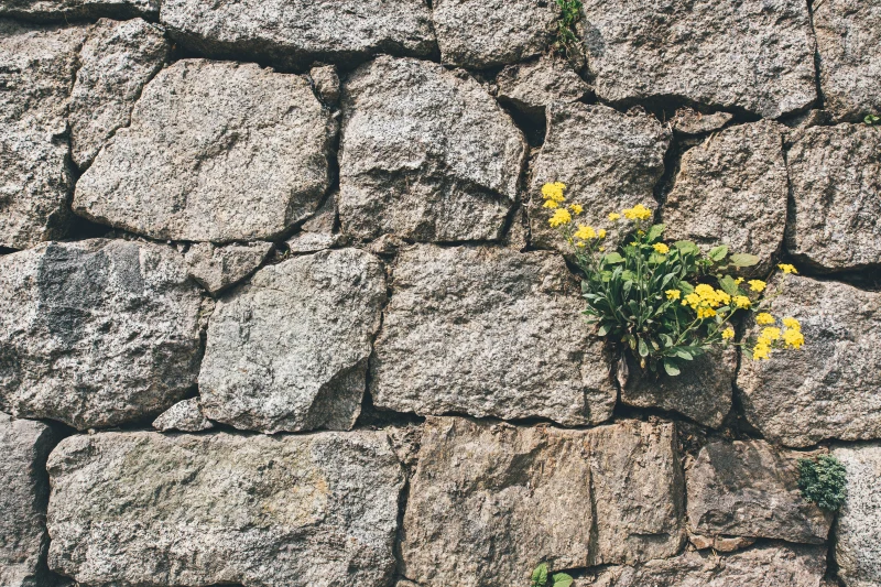 un mur de pierre avec une fleur au milieu