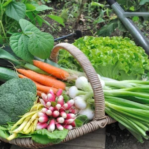 Que peut-on planter et semer dans le potager en août ? Les 7 légumes indispensables