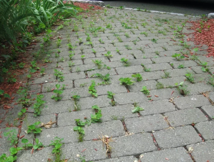 un trottoir avec de maivaises herbes devant une maison