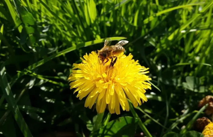 une abeille sur le pissenlit