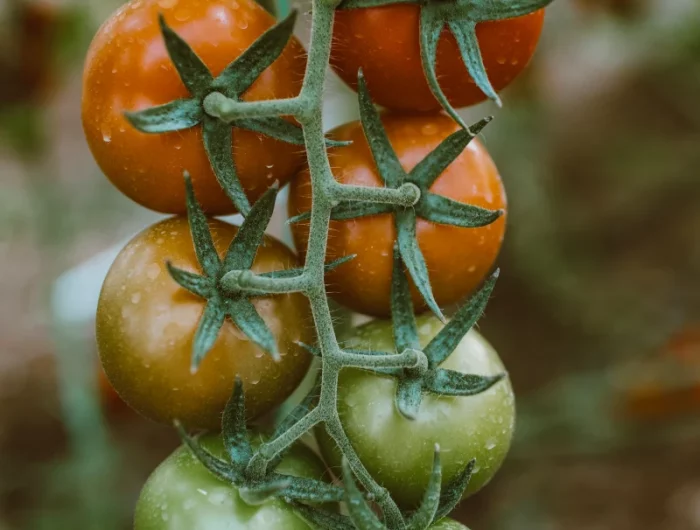 une branche de tomates rouges et vertes