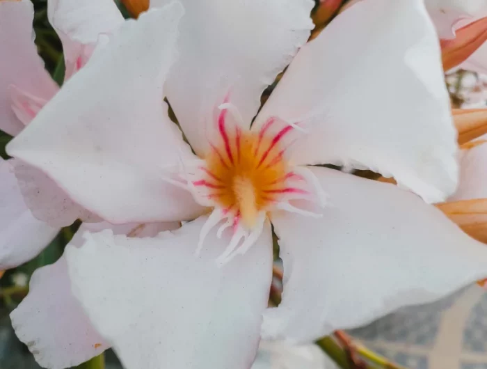 une fleur blanche du laurier rose