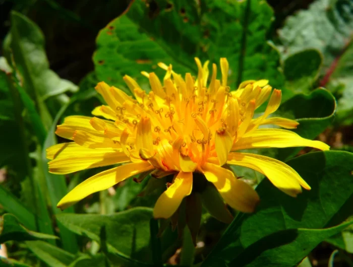 une fleur de pissenlit jaune feuillage vert