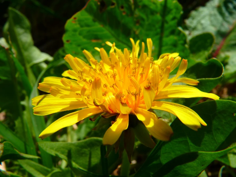 une fleur de pissenlit jaune feuillage vert