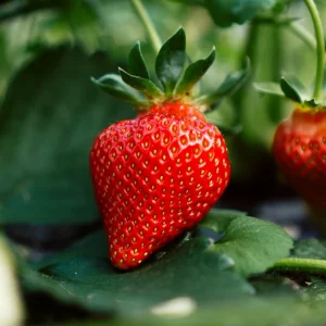 Quand et comment planter les fraises en pot  pour une récolte réussie ?  LA Méthode testée