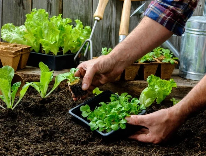 une main qui fait planter de jeunes plants de salades