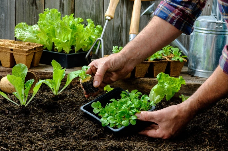 une main qui fait planter de jeunes plants de salades