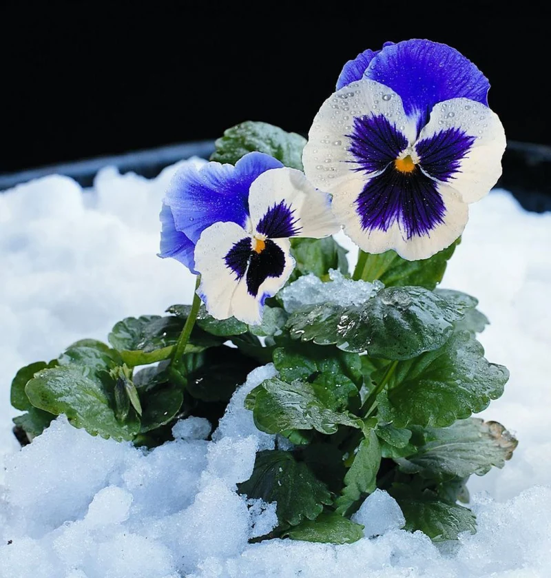 Quelle plante vivace en pot résistante au gel adopter en extérieur pour un  hiver en couleur ?