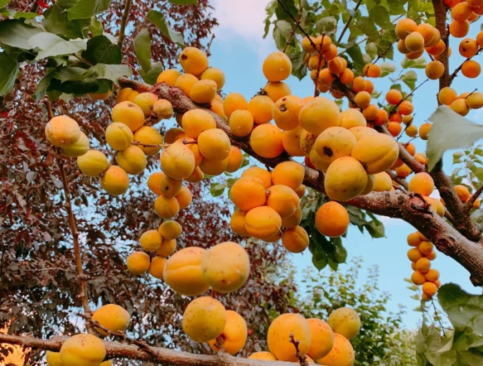 une récolte d'abricots sur une branche