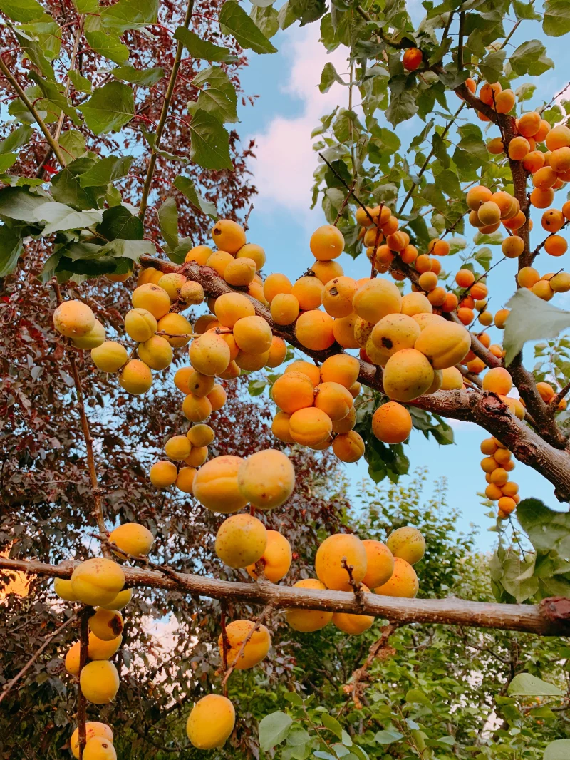 une récolte d'abricots sur une branche