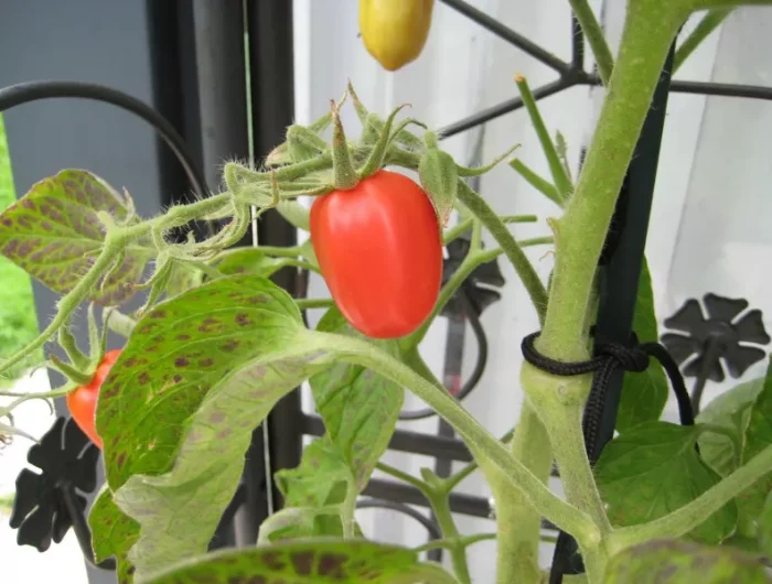 variete tomates feuillage maladies support conditions interieur