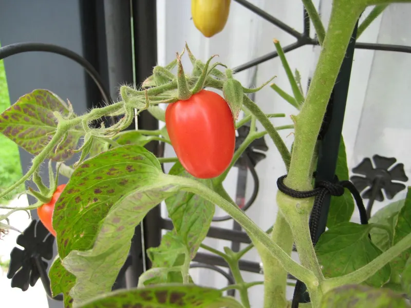 variete tomates feuillage maladies support conditions interieur