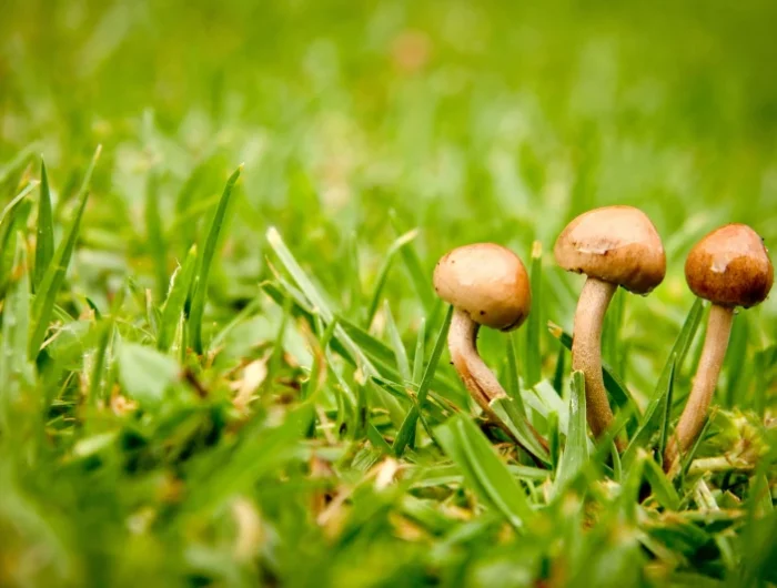 champignons sur la pelouse et traitement des maladies fongiques pelouse champignon vert