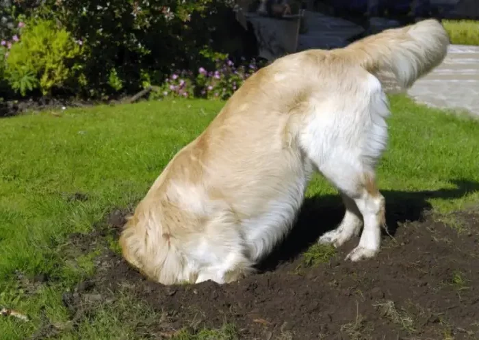 comment aplanir une pelouse un chien dans un trou