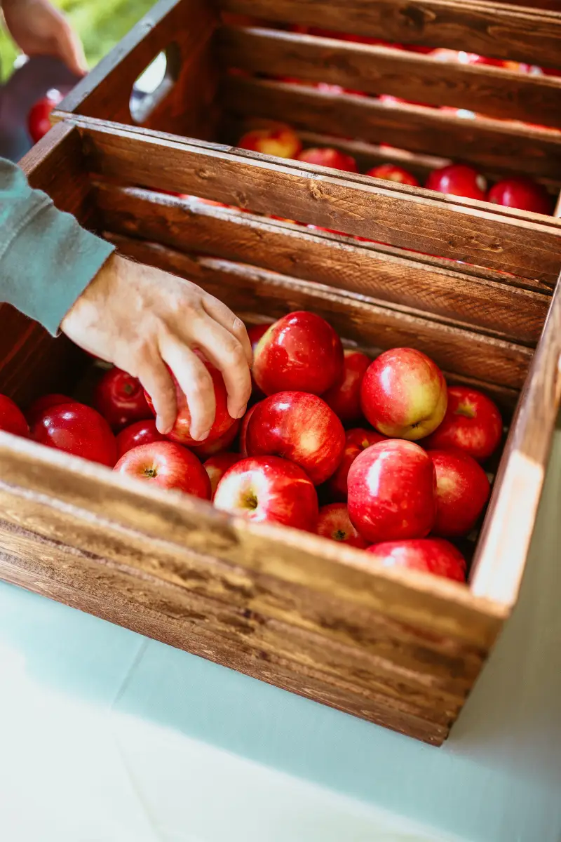 comment bien faire murir des pommes recoltees un peu verte