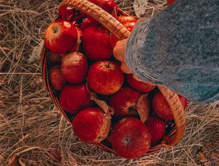 comment conserver les pommes sans frigo un panier plein de pommes