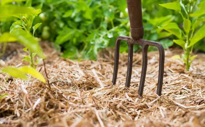 comment debuter un potager en permaculture paille dans le jardin