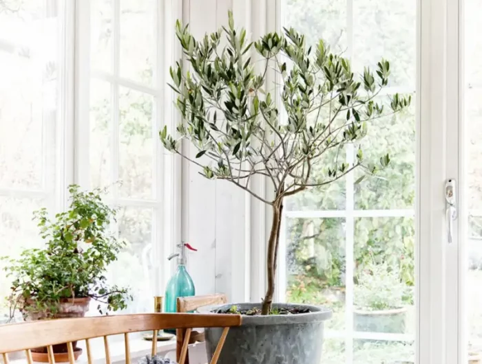 comment entretenir un olivier en pot dans un appartement